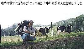 cows & oxen in kanpachi farm