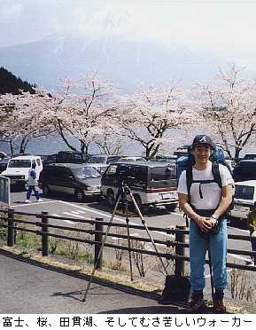 fuji,cherry-blossum,lake.tanuki